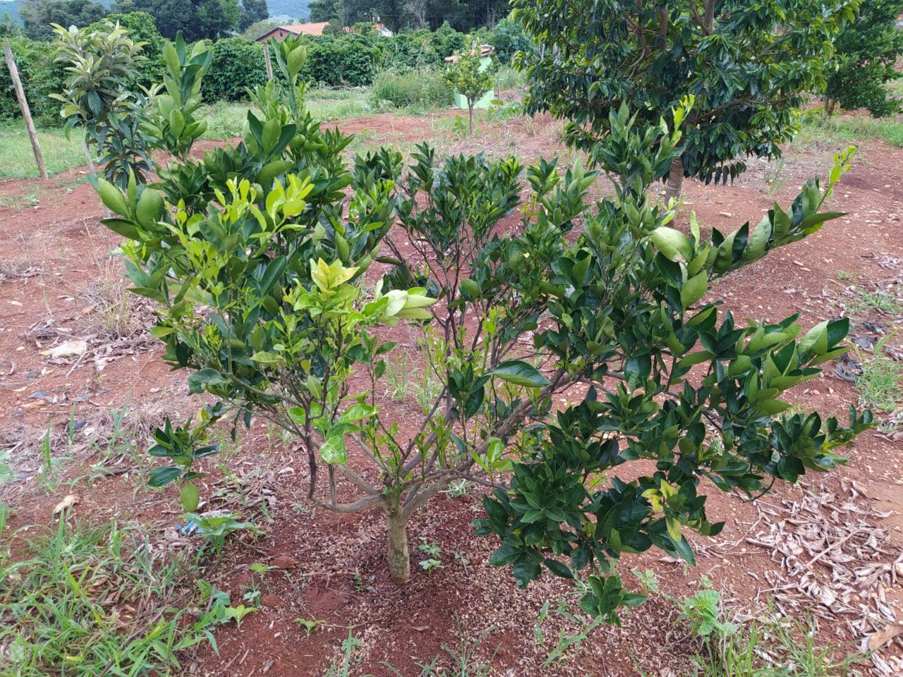 Serginho e Chinho Serviços de Prestação de Jardinagem em Geral